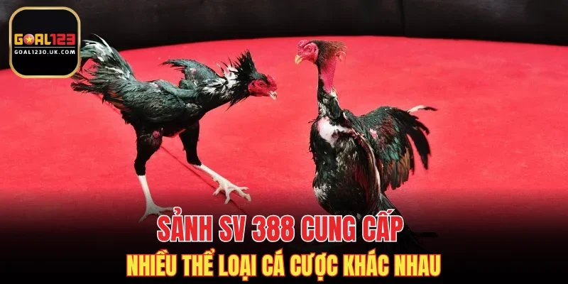 Sảnh SV 388 cung cấp nhiều thể loại cá cược khác nhau