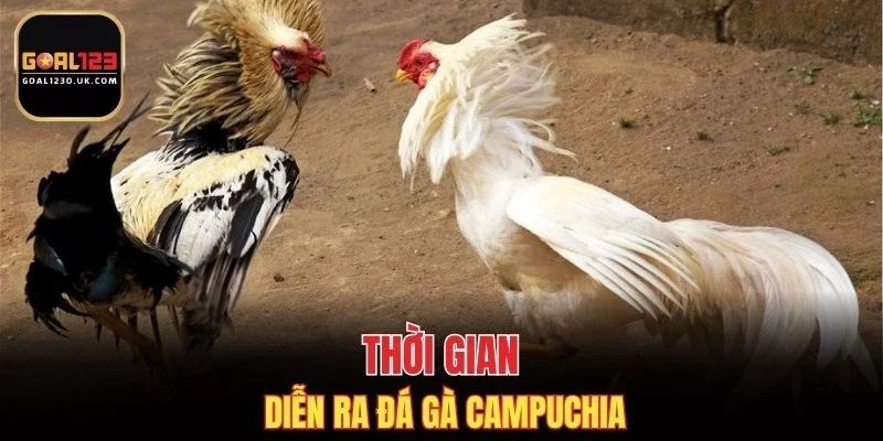 Thời gian diễn ra đá gà Campuchia