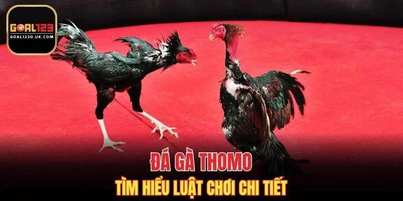 Tìm hiểu luật thi đấu đá gà tại Thomo