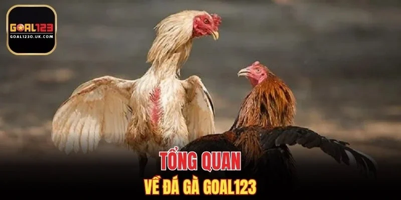 Tổng quan về đá gà GOAL123